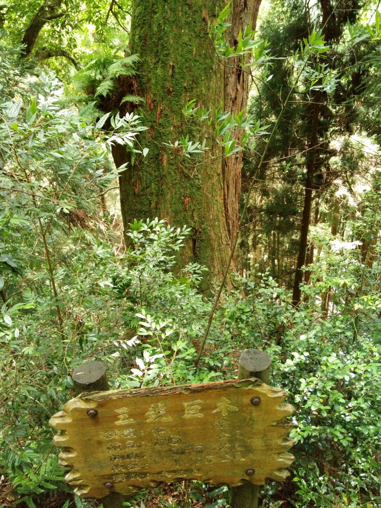 檜山巨木群步道_53587
