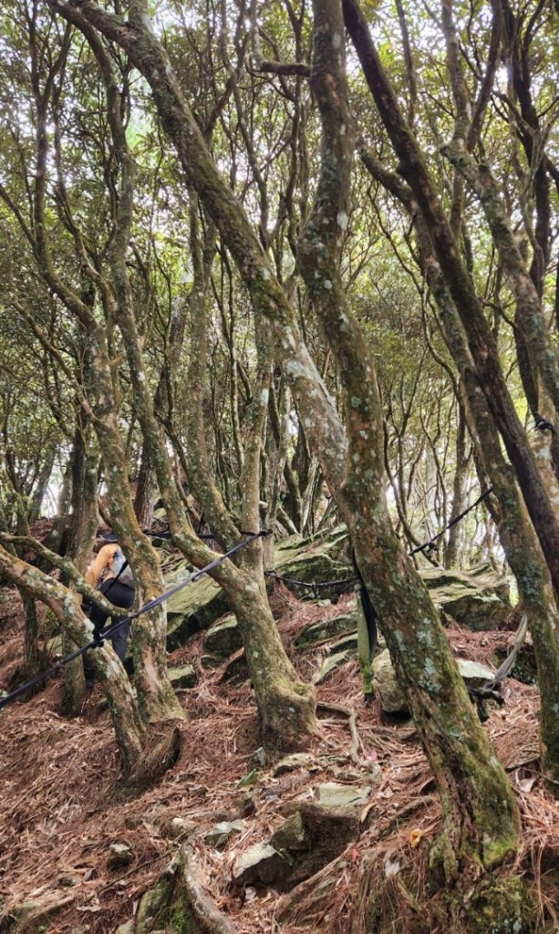 【中級山縱走】最美中級山，鳶嘴西稜縱走（鳶嘴山，醜崠山，長壽山）_2741413