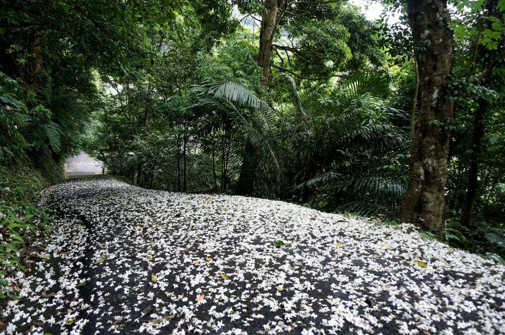 六寮古道&獅山古道O形環走封面圖