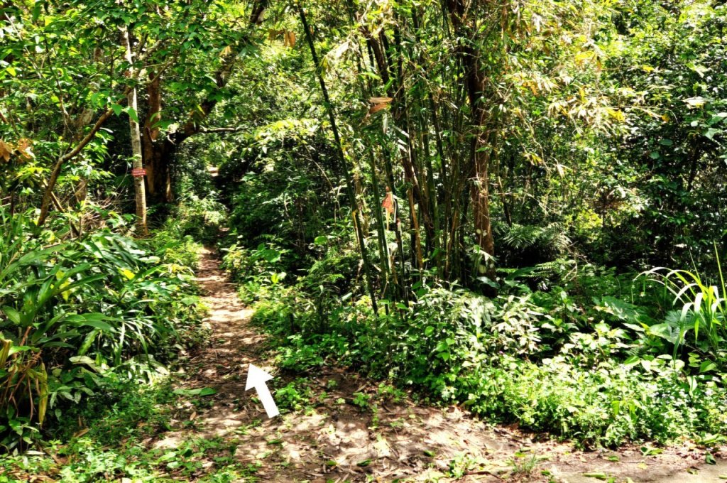 【中級山】與山毛櫸的邂逅，逐鹿山_2742640