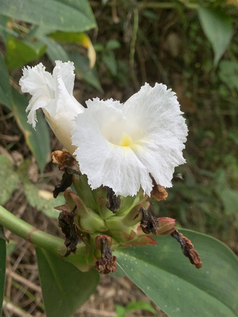 20251024台南邦埤山-三崁山_2925687