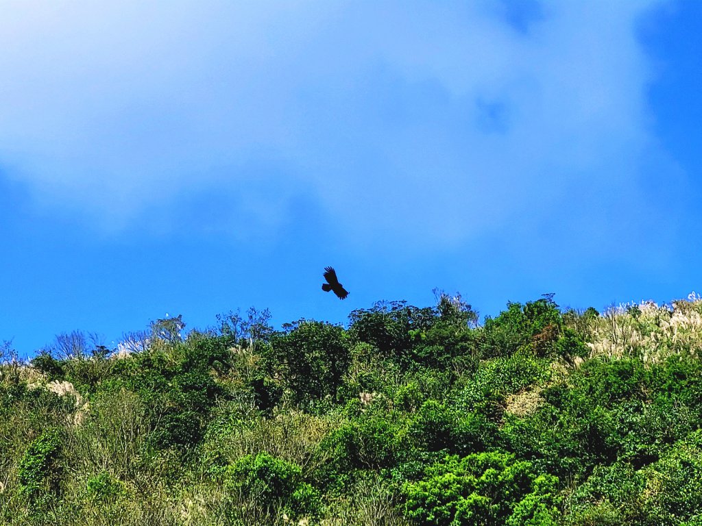 【芒花舞秋風】草山精典賞芒勝地連走_2336386