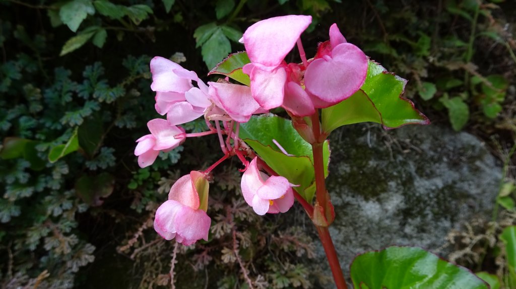 金龍湖到內湖石崁_2112477