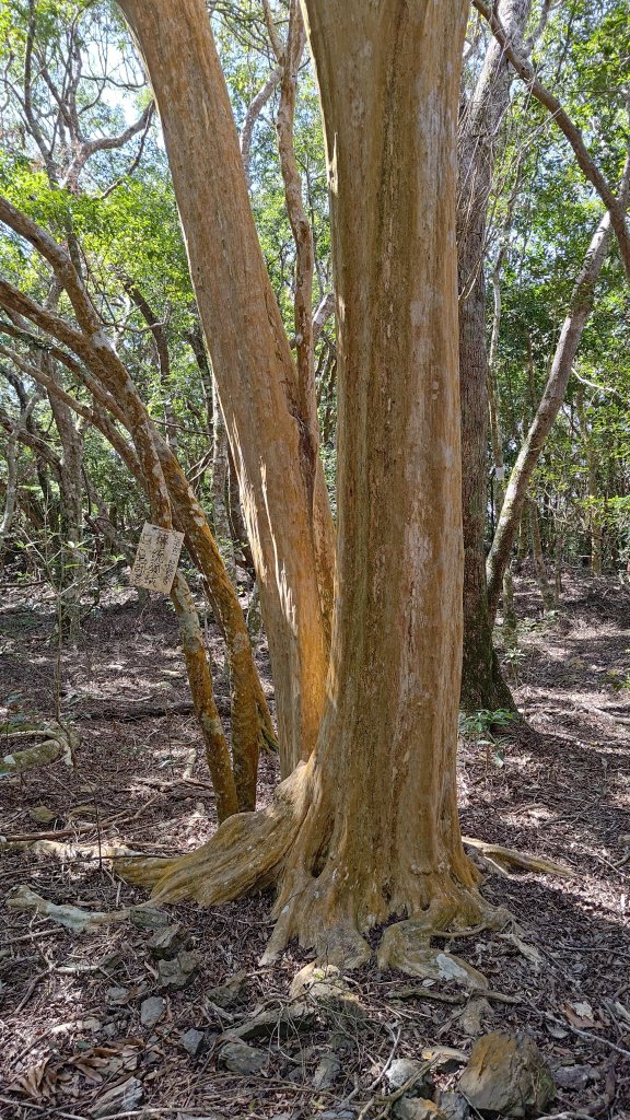 久保山、南久保山_2714432