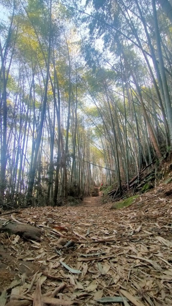 瑞太古道/奮瑞古道/雲仔山/糕仔崁古道/奮起湖 縱走_1639059