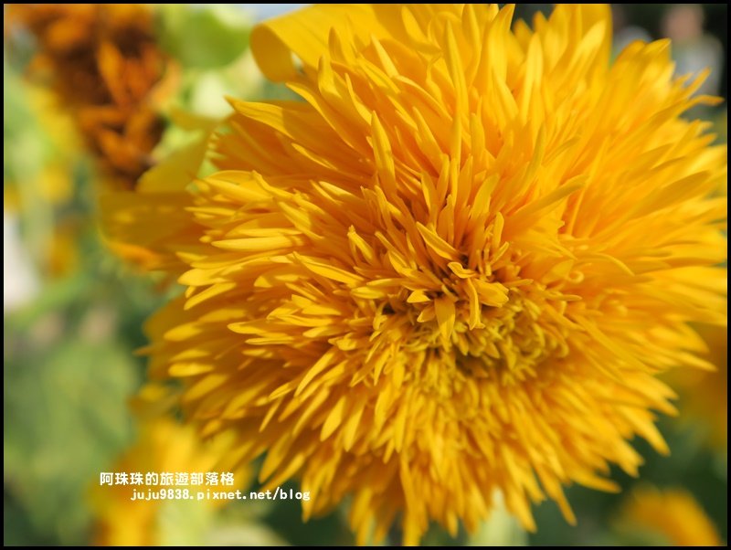 2019桃園觀音蓮花季。絲瓜隧道好療癒。_657633