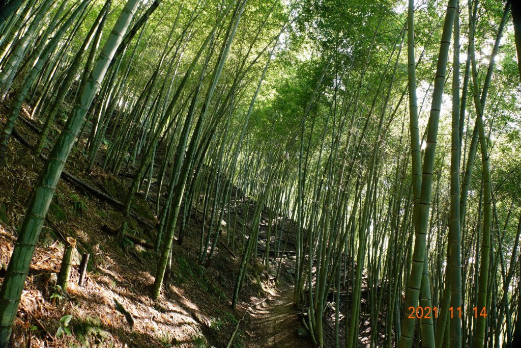 臺中 和平 橫嶺山自然步道、橫嶺山_1515009