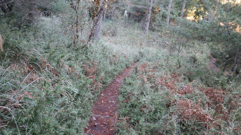 志佳陽大山登山健行趣(百岳47號)_1922466