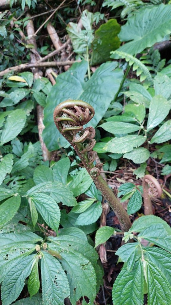 桃園復興金牌縱走_2763268