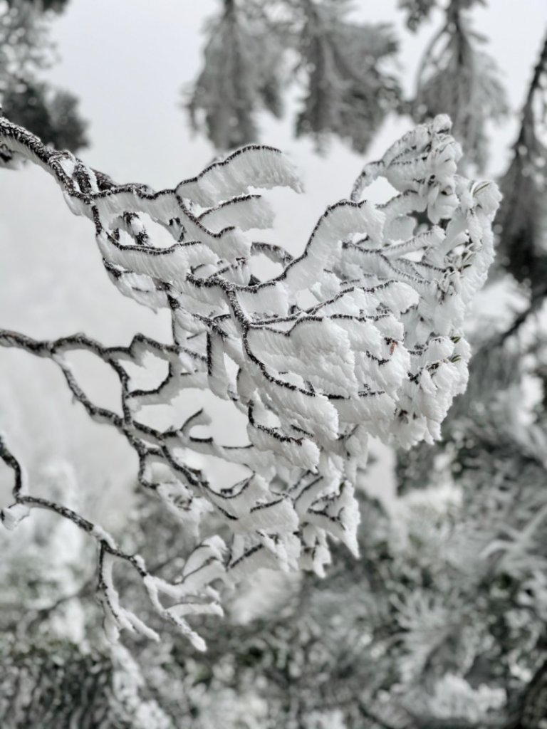 絕美銀白世界 玉山降下今年冬天「初雪」_1235929