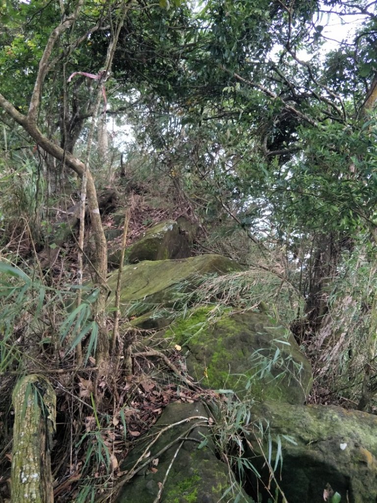 劍文山、獅額山、坪頂山步道_1452486