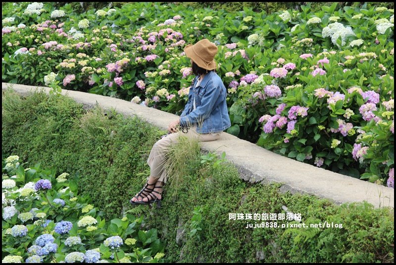 竹子湖繡球花季_594286