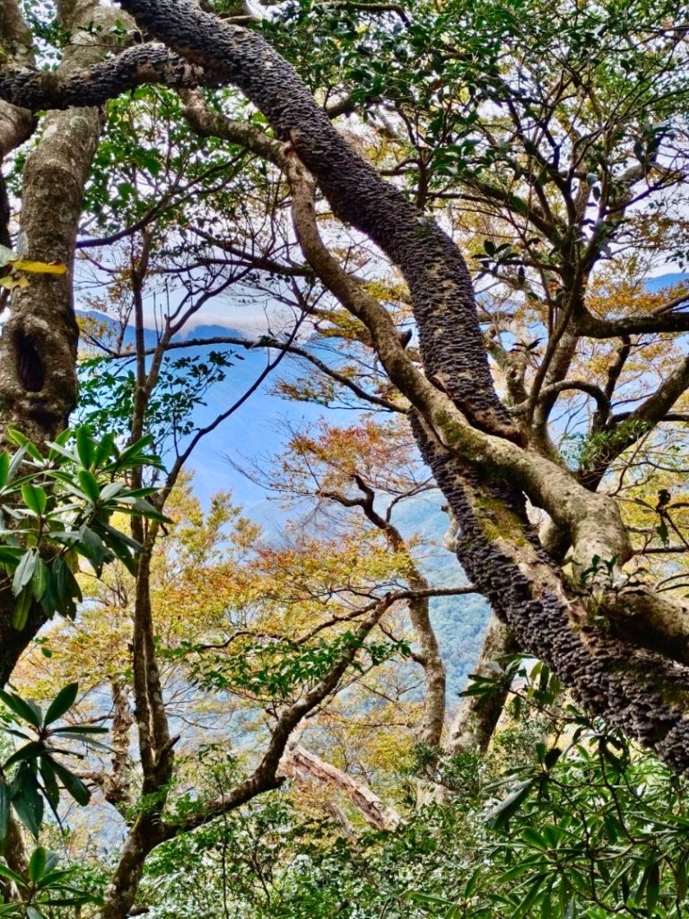 北得拉曼內鳥嘴山賞黃金山毛櫸、神木、雲海封面圖