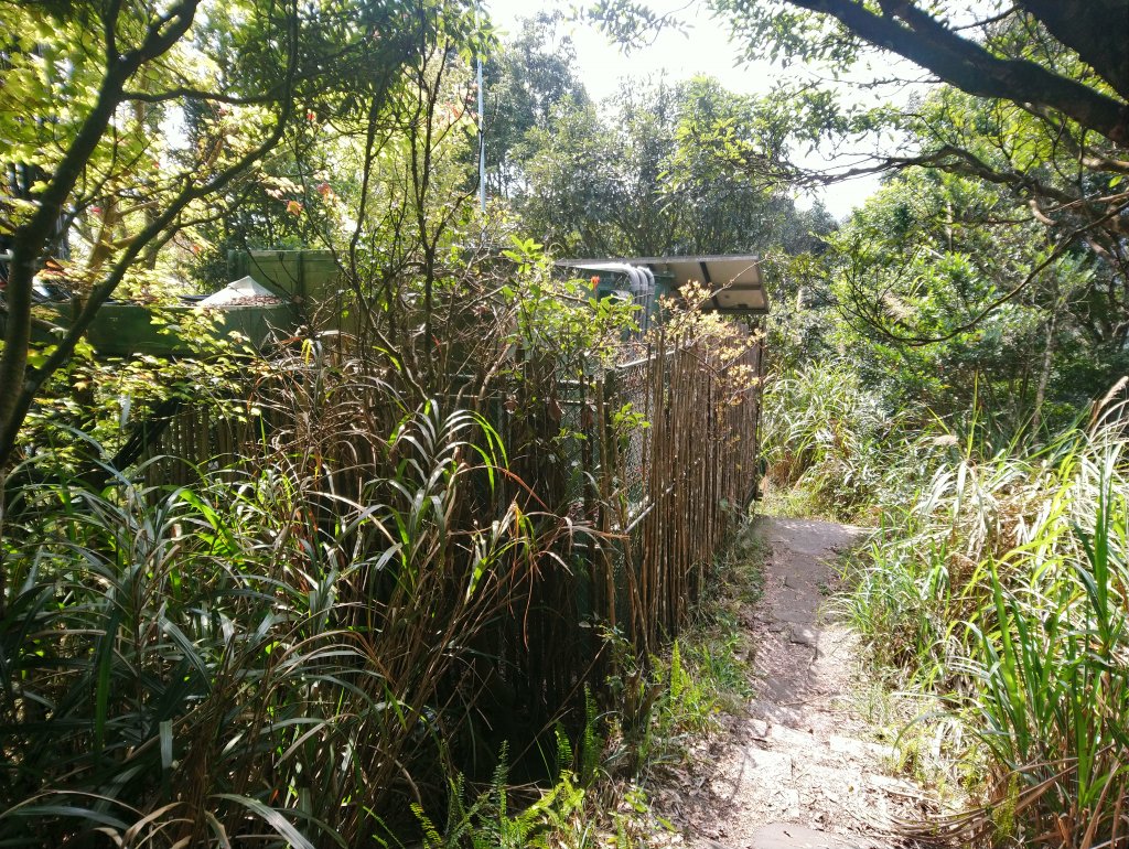 溪頭 南鳳凰山 天文台 神木O型 _869855