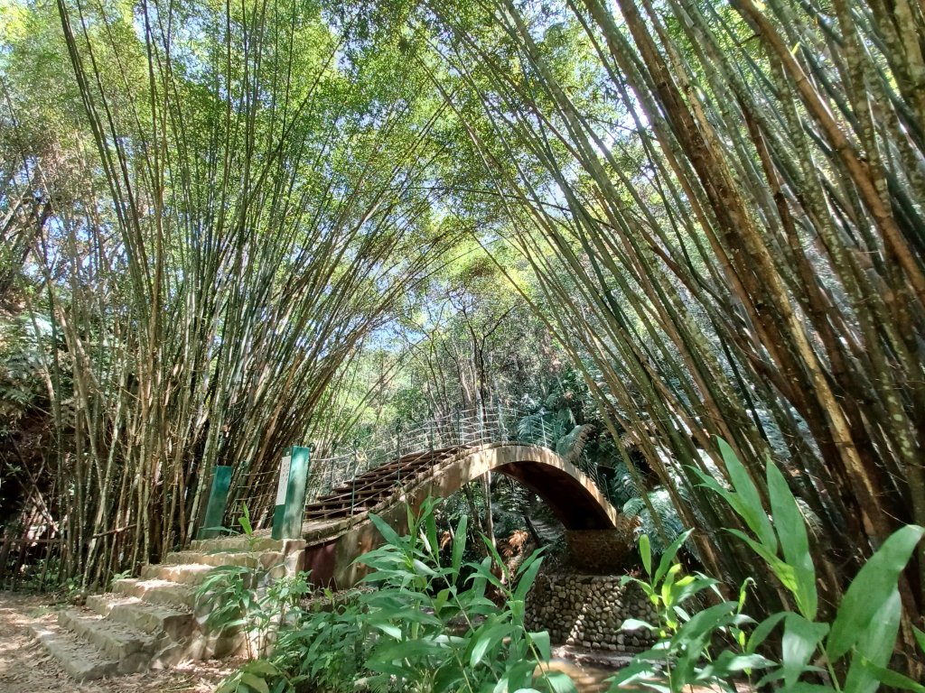 【南投魚池】澀水森林步道封面圖