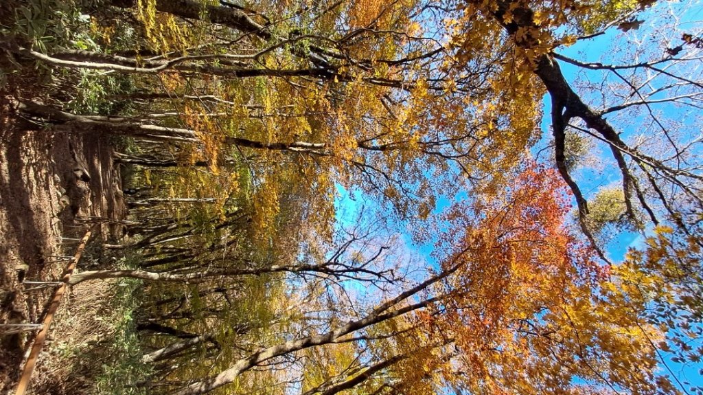 濟州島漢拏山-御里牧路線下_2942746