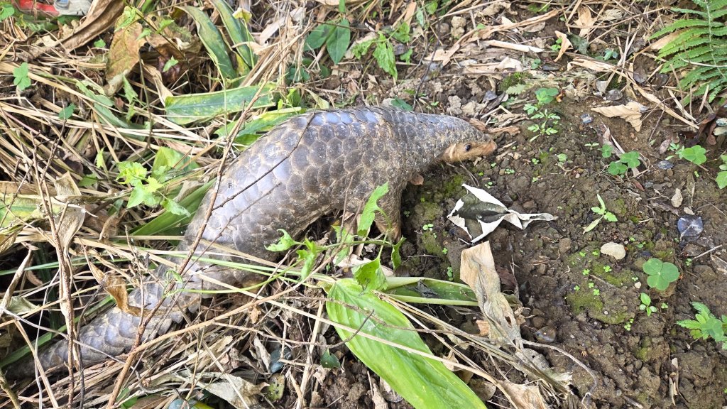 桃園復興枕頭山及薑母島偶遇穿山甲的悠閒O型走_2984248