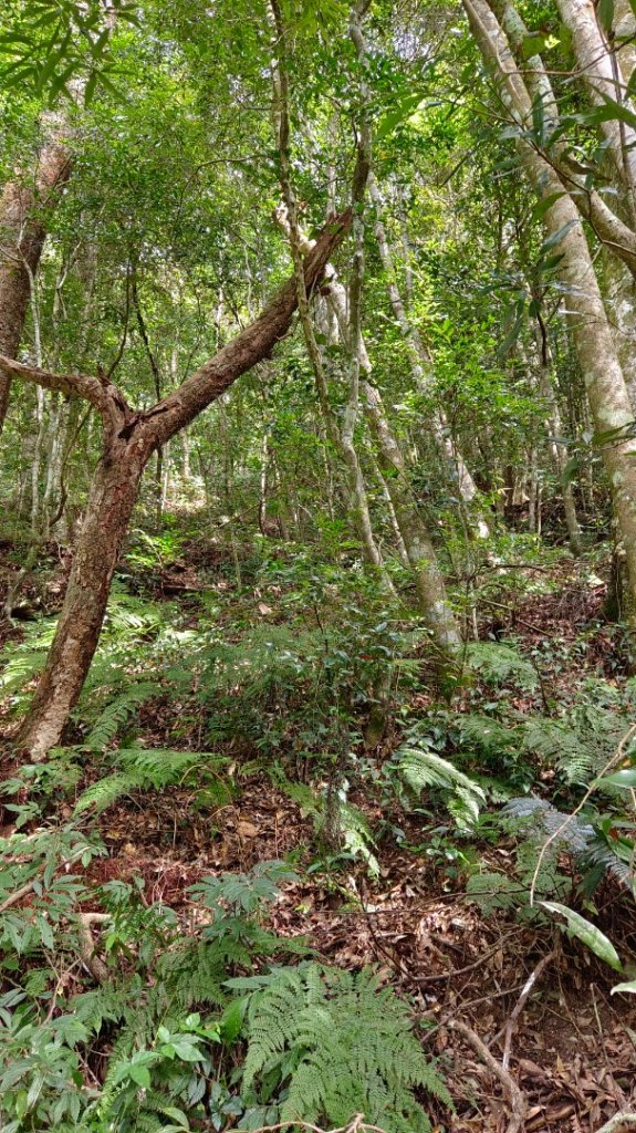 南東眼山/南東眼山南峰/夢谷瀑布（埔里六秀之四）_1897706