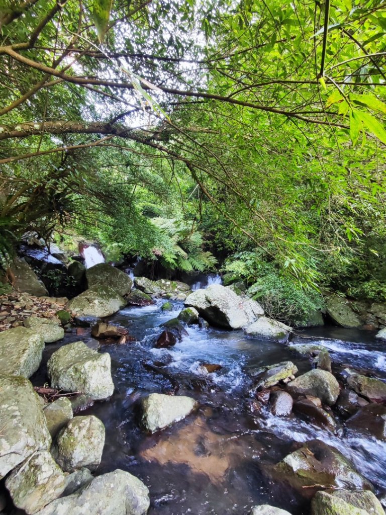 草山觀瀑吊橋-百年楓香巨木-草山水管支線-大屯瀑布-小隱潭瀑布_2982754
