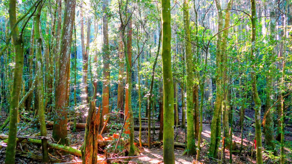 油羅山(一上三下)_2959126