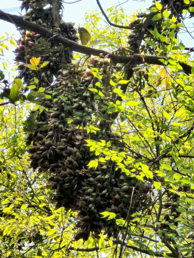 谷關松鶴橋對面的德芙蘭生態步道順登東卯山西南峰_2748294