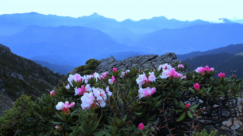 雪山圈谷杜鵑花季登場囉~封面圖