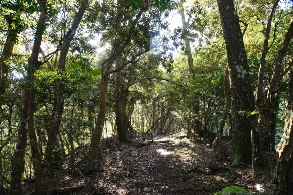 台中 和平 南松鶴山、八仙山、東松鶴山_2877941