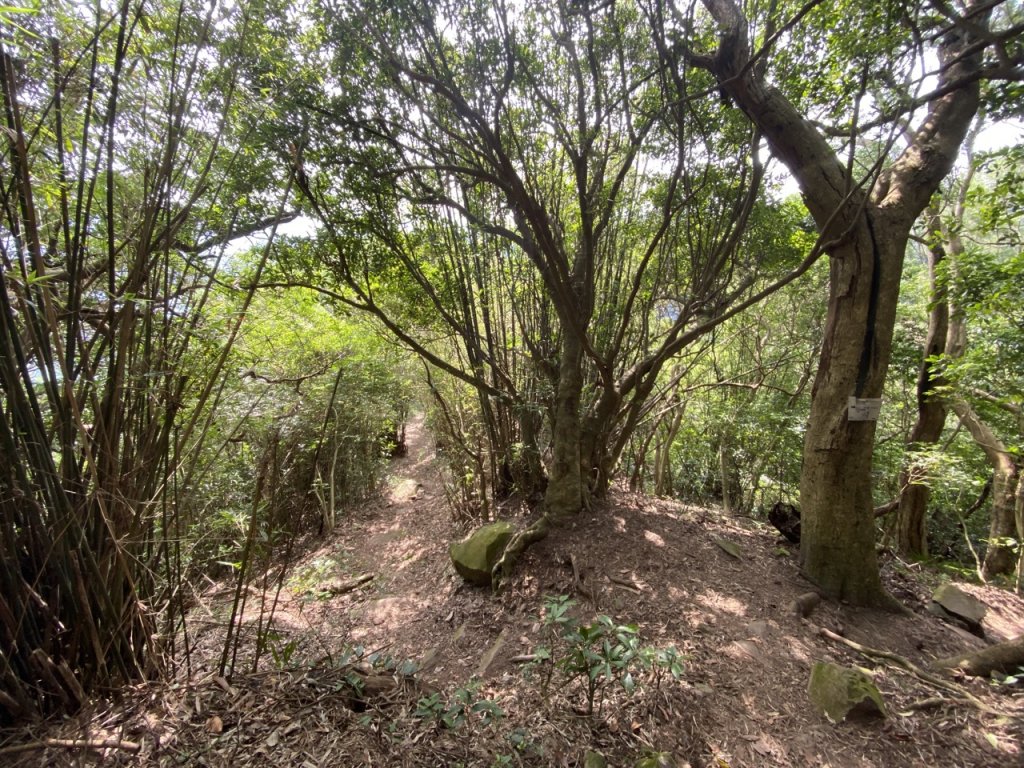 2023/10/24 尖山步道 北橫古道 硬漢嶺_2368752