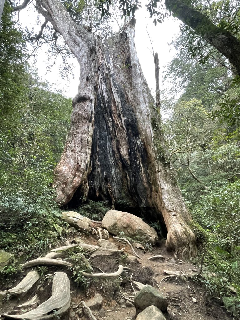 喜遇水晶蘭及翹距根結蘭-北得拉曼巨木步道1110310_1636106