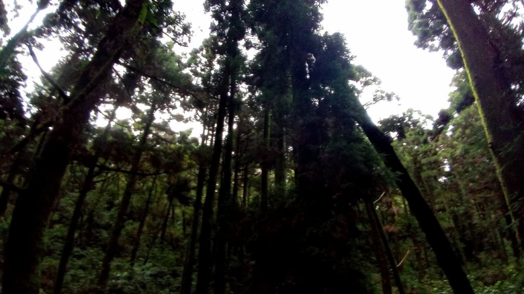 陽明山東西大縱走，下次再把西段走完_1963549