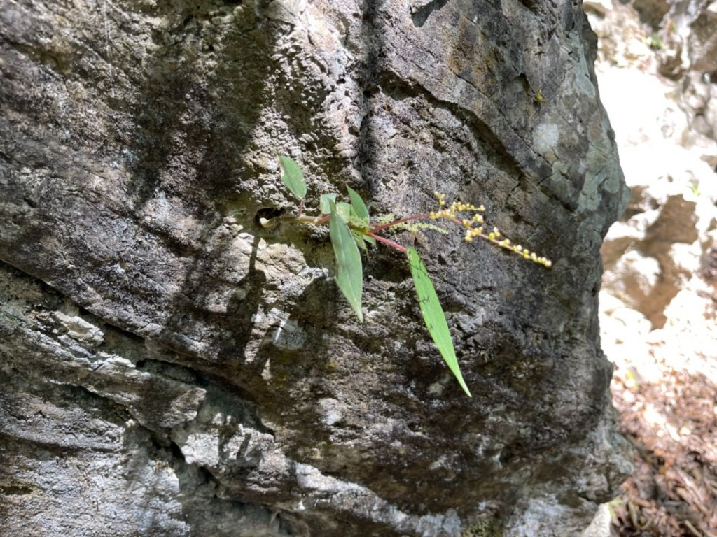 錐麓古道看斷崖和虎頭蜂_1480113