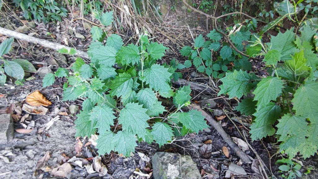 2021-11-07_三腳南山_1518500