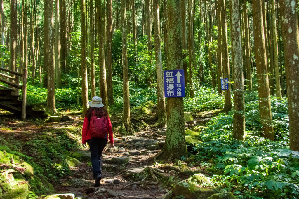 馬武督探索森林_2930681