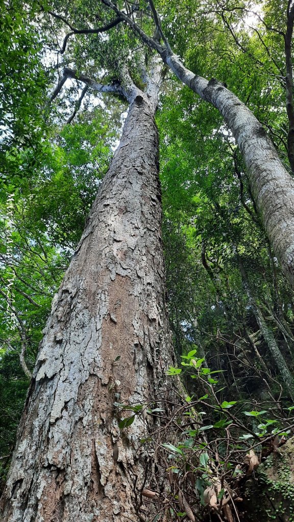 《苗栗》遺世鐵道｜悠遊加里山大坪支線至避難山屋20250822_2867733