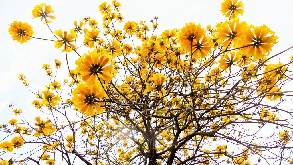 《臨江仙。黃花風鈴木》封面圖