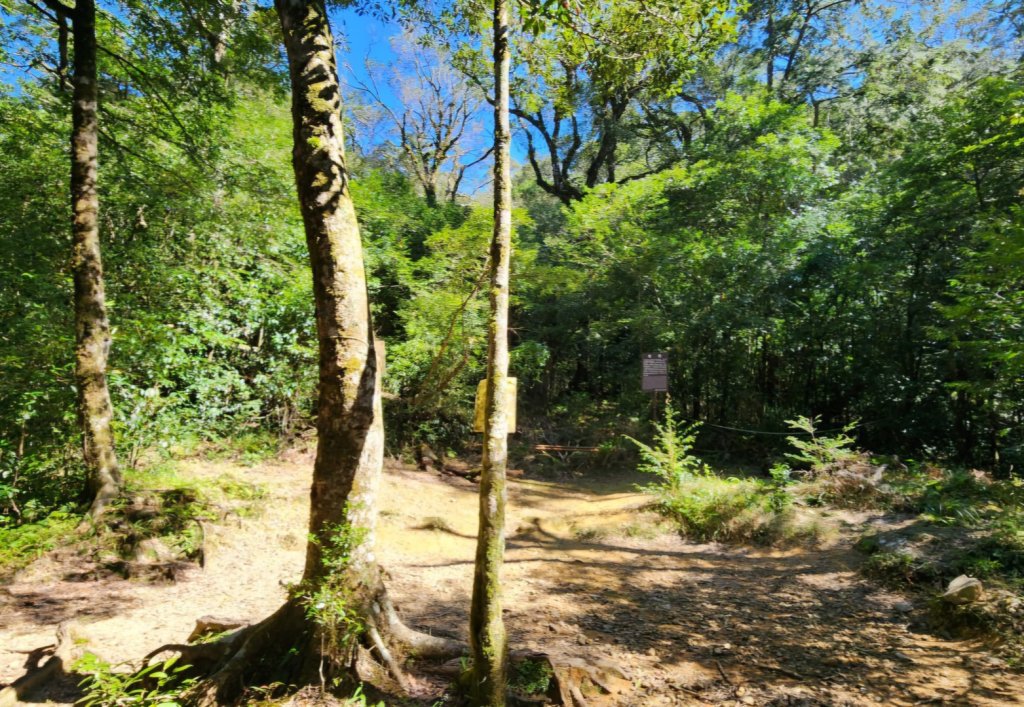 【中級山】插天山的奇幻世界，赫威山，赫威神木群步道_2741274