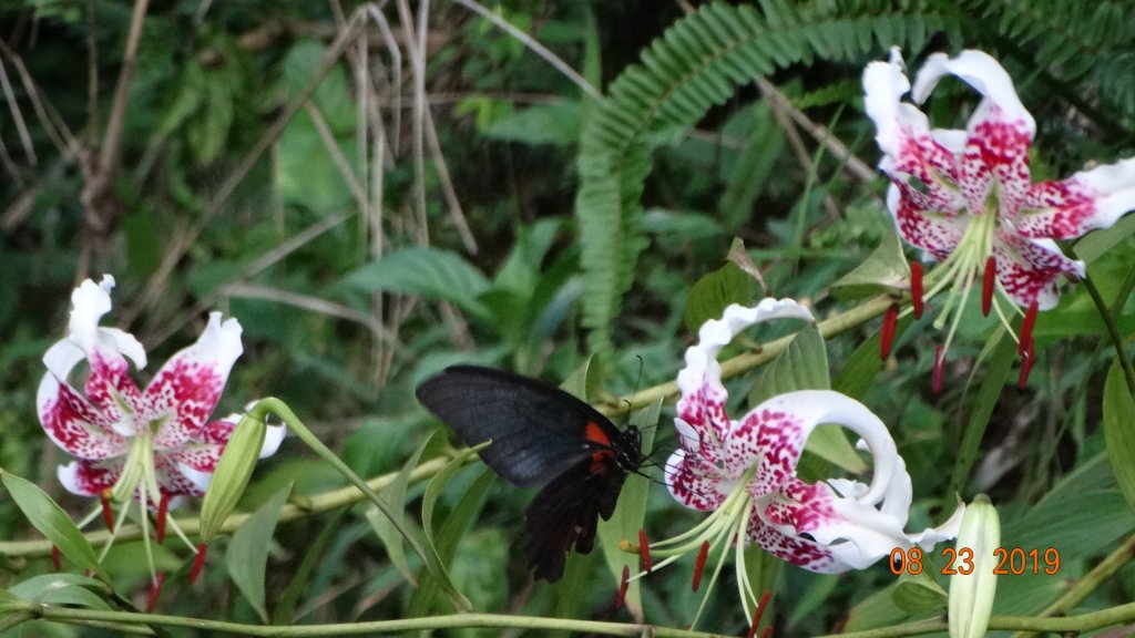 補考 - 艷紅鹿子百合_656658