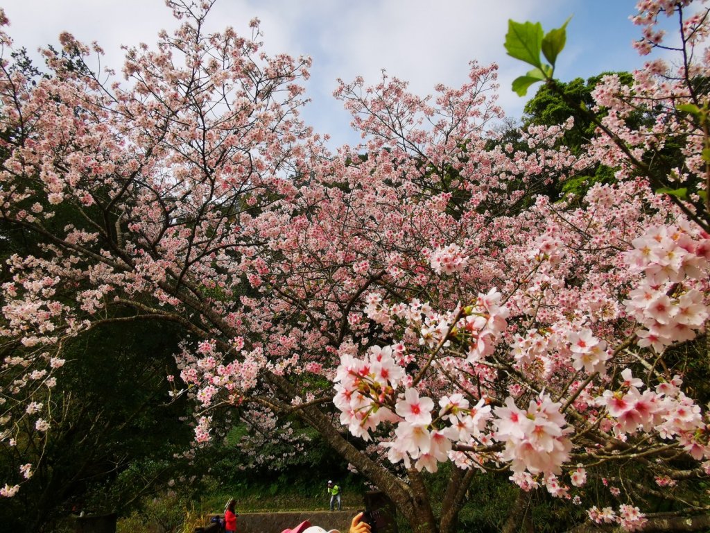 衝!最後一波的櫻花開_2074643