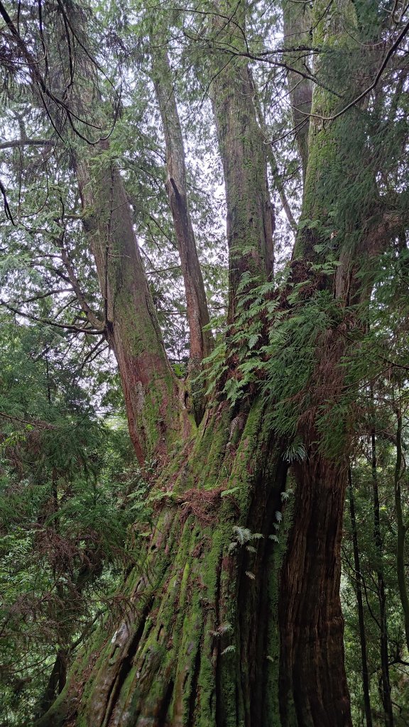 檜山巨木群_2918011