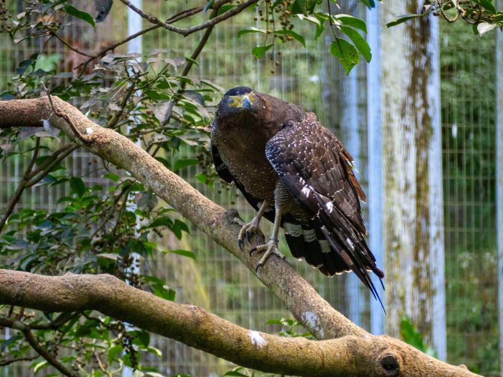 鳳凰谷鳥園_2961152