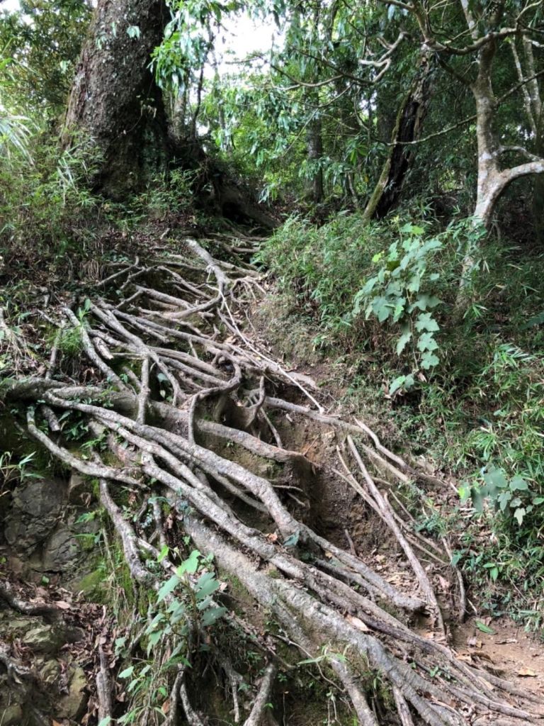 水漾森林單攻_375829