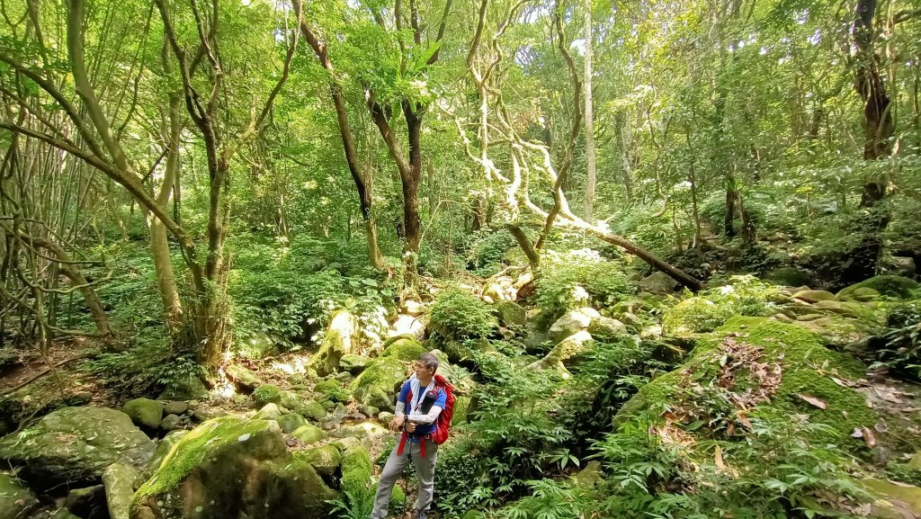 111.06.19 陽明山系 高頂山+北五指山大草原 (荷蘭古道+內雙溪古道)大O型環狀路線_1740424
