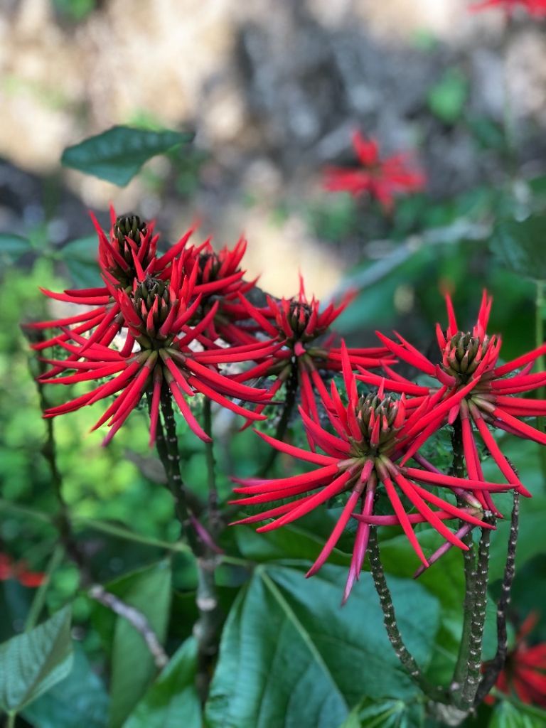 嘉義豐山石夢谷_304952