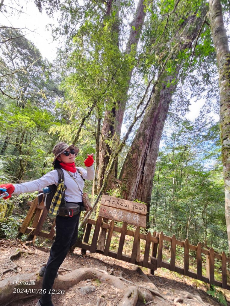 鎮西堡巨木群步道o型全程一日遊_2440322