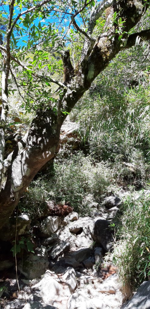 玉山前四峰之旅_869299