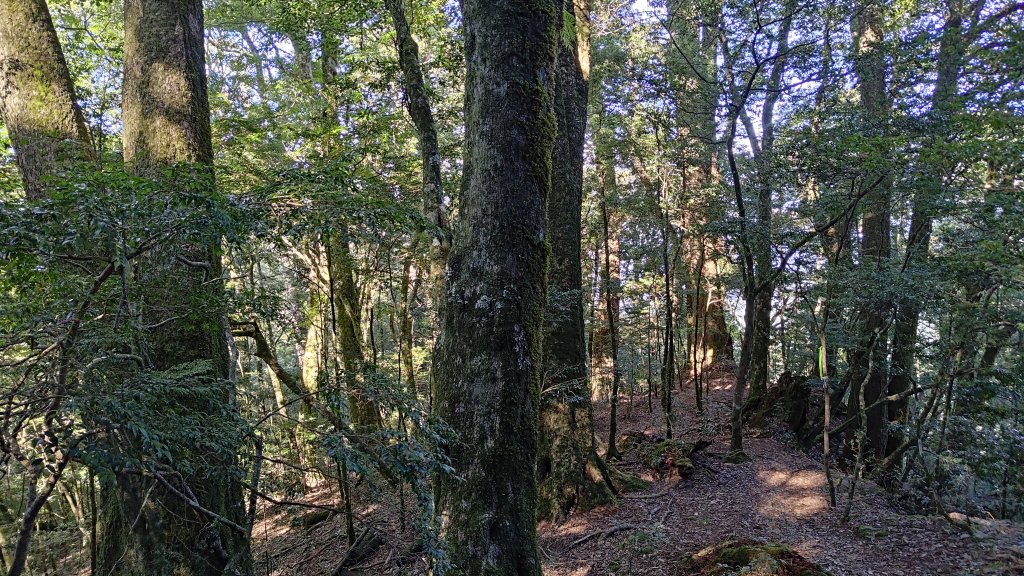 觀雪縱走_2918139