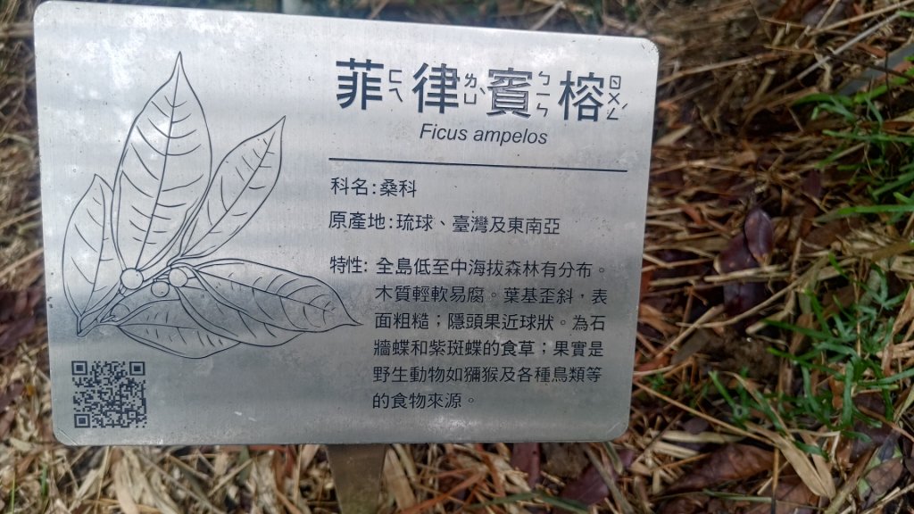 蘭潭後山步道紅毛埤山_2599663