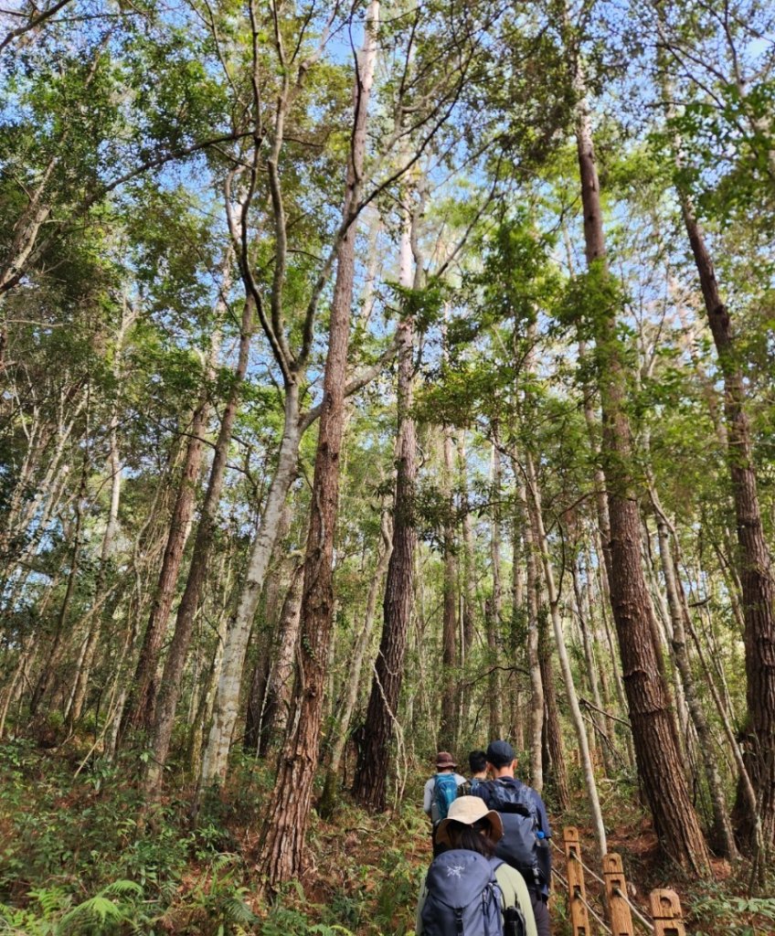 【中級山】芝生毛台山，芝生毛台山西峰，秀巒軍艦岩，屯野生步道，屯野生砲台_2745151