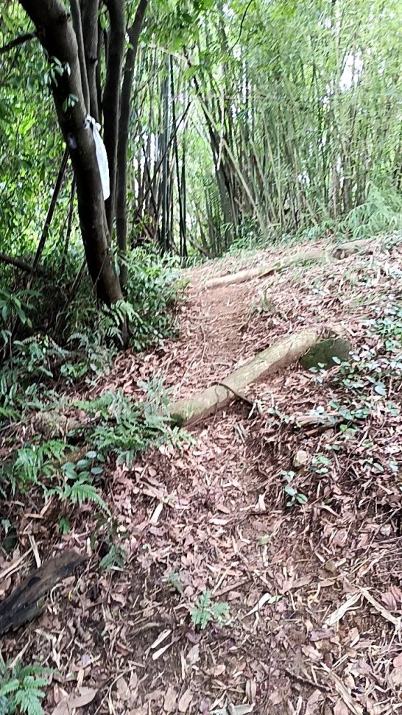 20250607 新竹竹東三山(樹杞林山 - 新具庄山 - 員崠子山)  O型_2809132