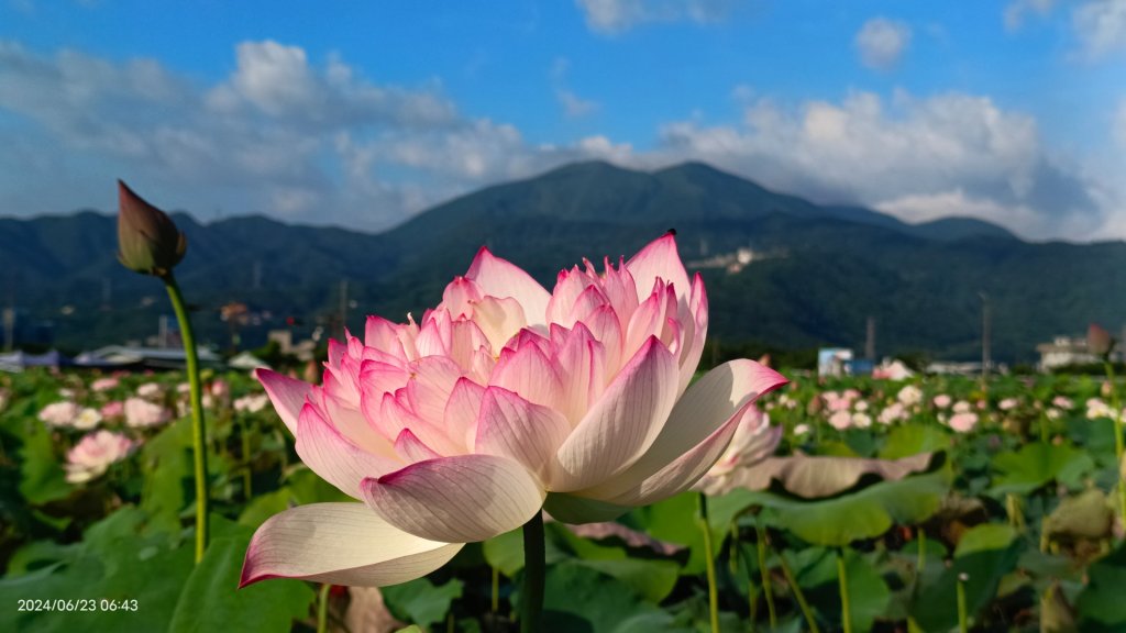 天龍國阿伯的日常-雲山水花鳥蝶 6/23_2532507